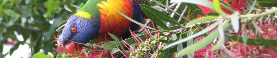 Lakesea Bird Watching